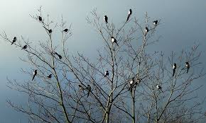 the picture of 21 birds in a tree that