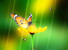 PC Butterfly On Yellow Flower photos ...