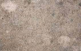 signs that your carpet has mold dan