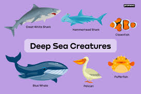 names of sea s and ocean creatures