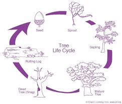 Stem Tree Lifecycle Project Learning Tree