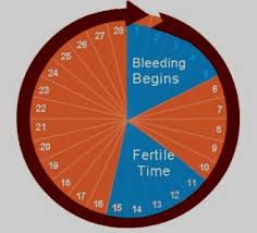 When Are You Most Fertile