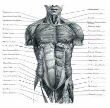 There are around 650 skeletal muscles within the typical human body. Hand Illustrations By Eve Darroch At Coroflot Com