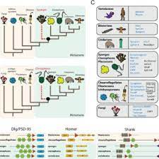 pdf evolutionary origin of synapses