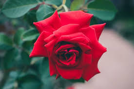 photo of rose bud red flower petal