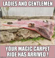 cats magic carpet memes gifs flip