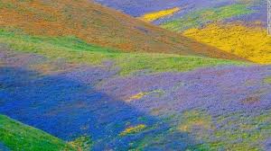 We did not find results for: California S Wildflower Super Bloom Transforms Landscapes Into Paintings In 2021 California Wildflowers Landscape Spring Wildflowers