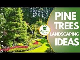 Pine Trees Landscaping Ideas You