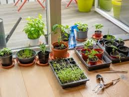 How To Grow Fruits And Vegetables In