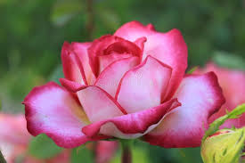 Una Rosa Colorata Che Luccica in Parecchi Colori Fotografia Stock -  Immagine di fiori, fogli: 120642550