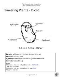 Plant Reproduction And Propagation Techniques Infocards For