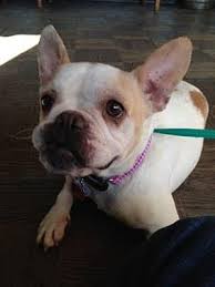 We don't have enough puppies for everyone! Seattle Wa French Bulldog Meet Butters A Pet For Adoption