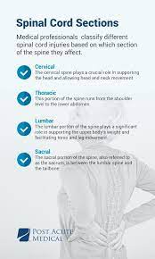 understanding spinal cord injury levels