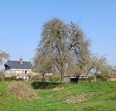 Trouver un propriété rurale avec bosquet près de Deauville sur la Côte  Fleurie 14800 - TERRES ET DEMEURES DE NORMANDIE