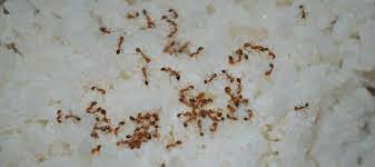 where do sugar ants come from how to