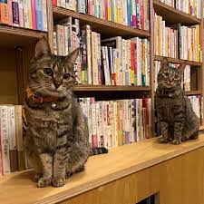 本と猫への恩返しのために「猫本屋」を開業！ 「儲け」ではなく「やりたかったこと」を追求 - 埼玉県共助の総合ポータルサイト 埼玉共助スタイル
