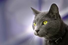 Fun facts about cats 1. Fun Facts About Russian Blue Cats
