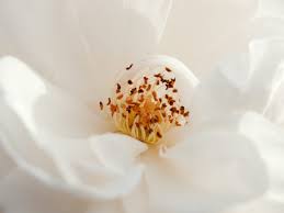 These beautiful south american blooms are a treat to enjoy in may. 40 Types Of White Flowers Ftd Com