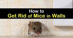 6 Clever Ways To Get Rid Of Mice In Walls