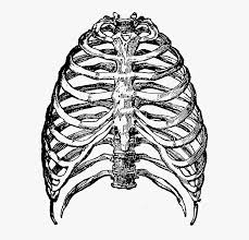 The other thing to remember is that some of the lower ribs of the back will stand out from beneath the muscles slightly when the figure is curled up or arching. Download Rib Cage Png File Ribcage Png Transparent Png Transparent Png Image Pngitem