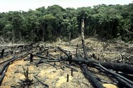 Resultado de imagen para bosques devastados