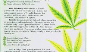 Cannabis Leaf Deficiency Chart Your Cannabis Plant Nutrient