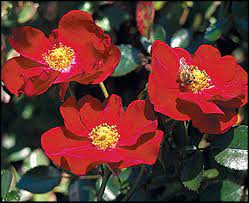 flower carpet rose red hinsdale