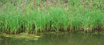Check out our sedge selection for the very best in unique or custom, handmade pieces from our shoulder bags shops. Carex Aquatilis Water Sedge K S Growers Ltd