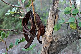 The fruit, seeds and bark of this tree of mediterranean origin are used. Carob Tree Fruit Of The Carob Tree Vegetable Mediterranean Tree Nature Autumn Pikist
