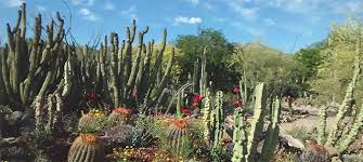 Article About The Haag Cactus Garden