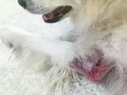 hot spots on dogs 10 things you must