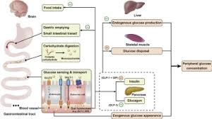 role of intestinal glucose absorption