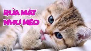 Rửa Mặt Như Mèo - Meo Meo rửa mặt như Mèo - Bé Mon | Nhạc Thiếu Nhi Vui  Nhộn Sôi Động Hay Nhất - YouTube