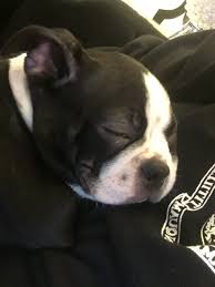 Please click a new state below. Boston Terrier Puppies For Sale Belleville Nj 318051