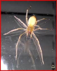 Yellow Sac Spiders Plant Pest Diagnostics