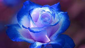 3d rose flower 3d rose blue hd