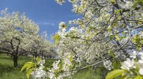are-the-cherry-blossoms-blooming-in-traverse-city