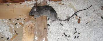 rodent droppings cleanup omni clean