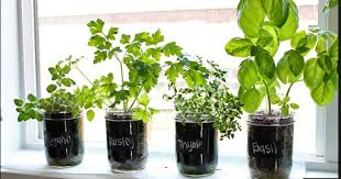 tips on starting a kitchen herb garden