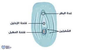 كل يوم معلومة طبية