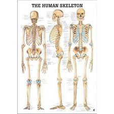 Anatomical Chart The Human Skeleton