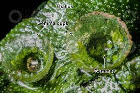 Marchantia polymorpha. Common liverwort. Gemma cup. 16X - Vegetative  reproduction - Marchantia polymorpha (Common liverwort) - Marchantiophyta ( Liverworts) - Botany - Photos