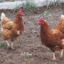 Raising Chicks A Week By Week Schedule Community Chickens
