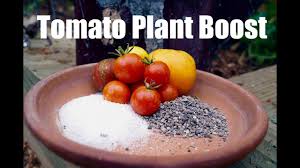 tomato fertilizing tips organic end
