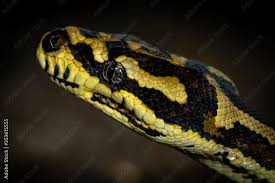 jungle carpet python morelia spilota