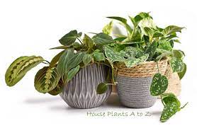 House Plants Encyclopedia A Z