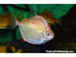 freshwater aquarium fish freshwater