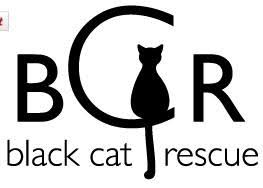 The center provides animal control services to the cities of springfield, chicopee and holyoke. Black Cat Rescue Somerville Ma Best Friends Animal Society