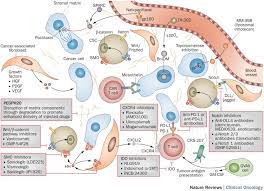 Financial resources for cancer patients. Pancreatic Cancer From State Of The Art Treatments To Promising Novel Therapies Nature Reviews Clinical Oncology
