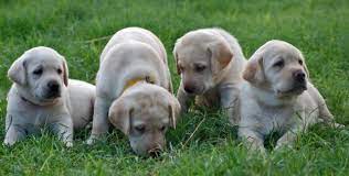 Akc english labrador puppies for sale. Akc Yellow Labrador Puppies 7 1 2 Weeks Old For Sale In Buckeye Arizona Classified Americanlisted Com